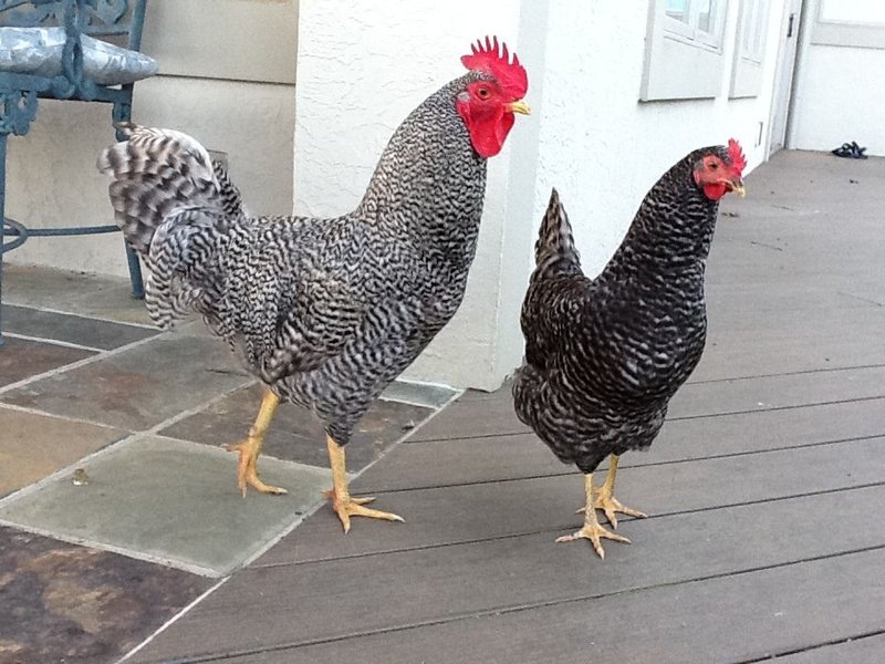 Netherlands - chicken road game